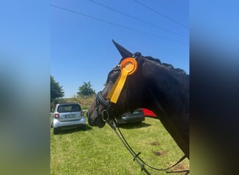 Ungarisches Sportpferd, Stute, 12 Jahre, 166 cm, Rappe