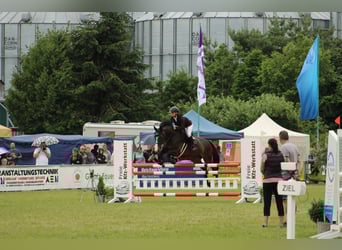 Ungarisches Sportpferd, Stute, 12 Jahre, 167 cm, Schwarzbrauner