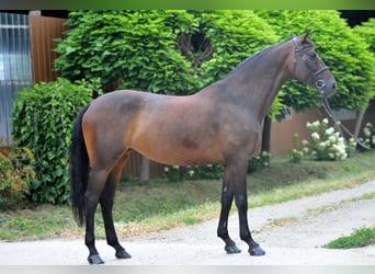 Ungarisches Sportpferd, Stute, 12 Jahre, 170 cm, Dunkelbrauner