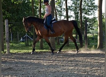 Ungarisches Sportpferd, Stute, 12 Jahre, 170 cm, Hellbrauner