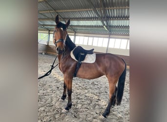 Ungarisches Sportpferd, Stute, 12 Jahre, 170 cm, Hellbrauner