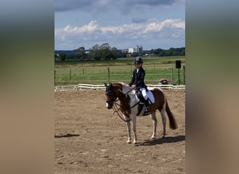 Ungarisches Sportpferd, Stute, 13 Jahre, 123 cm, Schecke