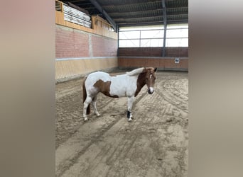 Ungarisches Sportpferd, Stute, 13 Jahre, 123 cm, Schecke