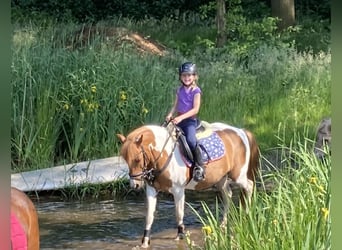 Ungarisches Sportpferd, Stute, 13 Jahre, 123 cm, Schecke