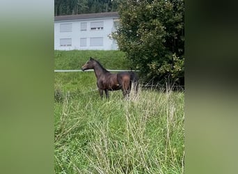 Ungarisches Sportpferd, Stute, 13 Jahre, 127 cm, Brauner