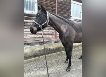 Ungarisches Sportpferd, Stute, 13 Jahre, 163 cm, Dunkelbrauner
