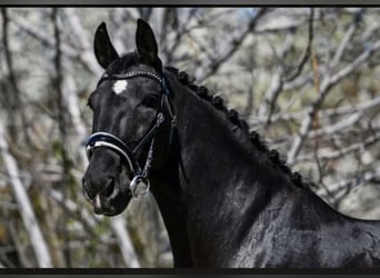 Ungarisches Sportpferd, Stute, 13 Jahre, 163 cm, Rappe