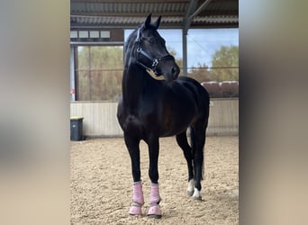 Ungarisches Sportpferd, Stute, 13 Jahre, 165 cm, Rappe