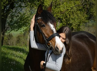 Ungarisches Sportpferd, Stute, 13 Jahre, 167 cm, Brauner