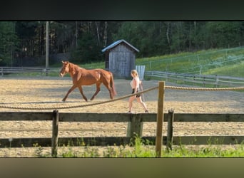 Ungarisches Sportpferd, Stute, 14 Jahre, 154 cm, Fuchs