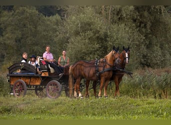 Ungarisches Sportpferd, Stute, 14 Jahre, 160 cm, Fuchs