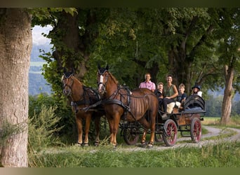Ungarisches Sportpferd, Stute, 14 Jahre, 160 cm, Fuchs