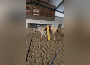 Ungarisches Sportpferd, Stute, 14 Jahre, 165 cm, Schimmel