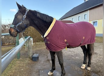 Ungarisches Sportpferd, Stute, 14 Jahre, 170 cm, Dunkelbrauner