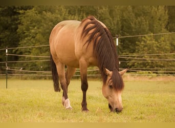Ungarisches Sportpferd Mix, Stute, 14 Jahre, Buckskin