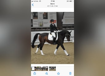 Ungarisches Sportpferd, Stute, 15 Jahre, 160 cm