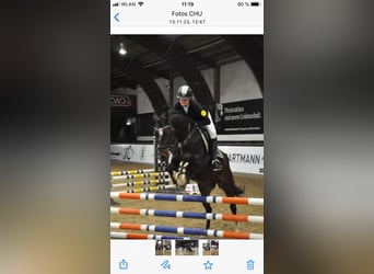 Ungarisches Sportpferd, Stute, 15 Jahre, 160 cm