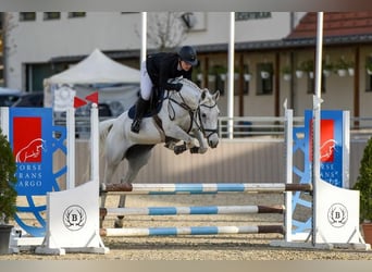 Ungarisches Sportpferd Mix, Stute, 15 Jahre, 163 cm, Schimmel