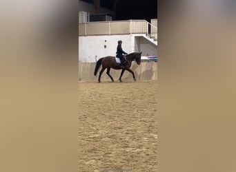 Ungarisches Sportpferd, Stute, 15 Jahre, 164 cm, Brauner