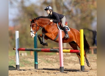 Ungarisches Sportpferd, Stute, 15 Jahre, 164 cm, Brauner