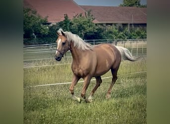 Ungarisches Sportpferd, Stute, 15 Jahre, 165 cm, Palomino