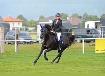 Ungarisches Sportpferd, Stute, 16 Jahre, 146 cm, Rappe