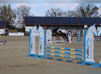 Ungarisches Sportpferd, Stute, 16 Jahre, 146 cm, Rappe