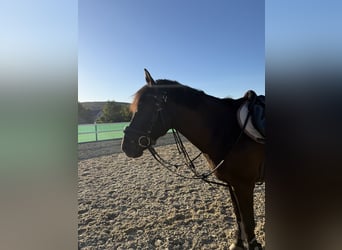 Ungarisches Sportpferd, Stute, 16 Jahre, 146 cm, Rappe
