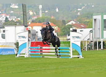 Ungarisches Sportpferd, Stute, 16 Jahre, 146 cm, Rappe