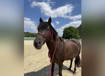 Ungarisches Sportpferd, Stute, 16 Jahre, 146 cm, Rappe