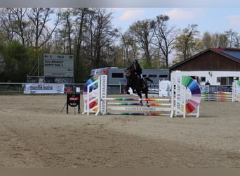 Ungarisches Sportpferd, Stute, 16 Jahre, 146 cm, Rappe