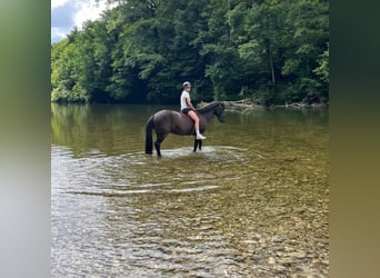Ungarisches Sportpferd, Stute, 16 Jahre, 146 cm, Rappe