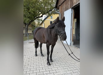Ungarisches Sportpferd, Stute, 16 Jahre, 146 cm, Rappe