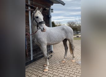 Ungarisches Sportpferd, Stute, 16 Jahre, 160 cm, Apfelschimmel