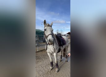 Ungarisches Sportpferd, Stute, 16 Jahre, 160 cm, Schimmel