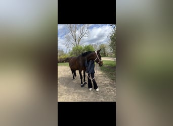 Ungarisches Sportpferd, Stute, 16 Jahre, 165 cm, Brauner