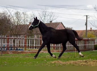 Ungarisches Sportpferd, Stute, 16 Jahre, 169 cm, Rappe