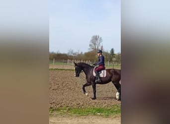 Ungarisches Sportpferd, Stute, 16 Jahre, 169 cm, Rappe