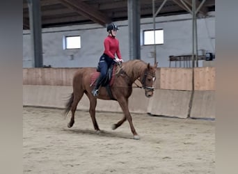 Ungarisches Sportpferd, Stute, 17 Jahre, 164 cm, Fuchs