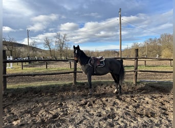 Ungarisches Sportpferd, Stute, 17 Jahre, 168 cm, Dunkelbrauner