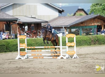 Ungarisches Sportpferd, Stute, 17 Jahre, 172 cm, Brauner