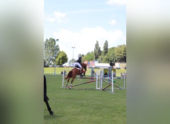 Ungarisches Sportpferd, Stute, 17 Jahre, 172 cm, Fuchs