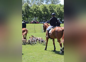 Ungarisches Sportpferd, Stute, 17 Jahre, 172 cm, Fuchs