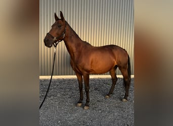 Ungarisches Sportpferd, Stute, 19 Jahre, 160 cm, Brauner