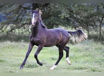 Ungarisches Sportpferd, Stute, 1 Jahr, Dunkelbrauner