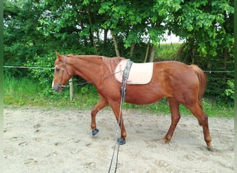 Ungarisches Sportpferd, Stute, 20 Jahre, 163 cm, Fuchs