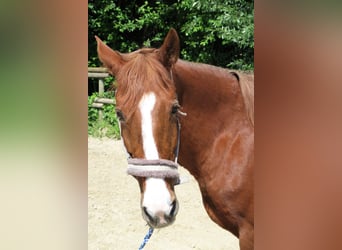 Ungarisches Sportpferd, Stute, 21 Jahre, 163 cm, Fuchs