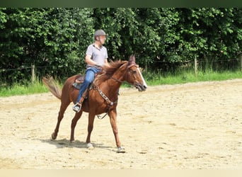 Ungarisches Sportpferd, Stute, 21 Jahre, 163 cm, Fuchs