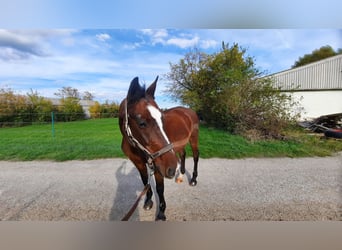 Ungarisches Sportpferd, Stute, 25 Jahre, 165 cm, Brauner