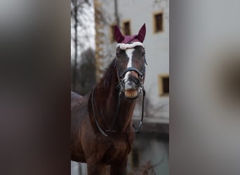 Ungarisches Sportpferd, Stute, 28 Jahre, 165 cm, Brauner